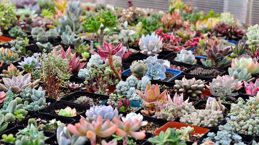 春游去喽！——春暖花开，携子踏青