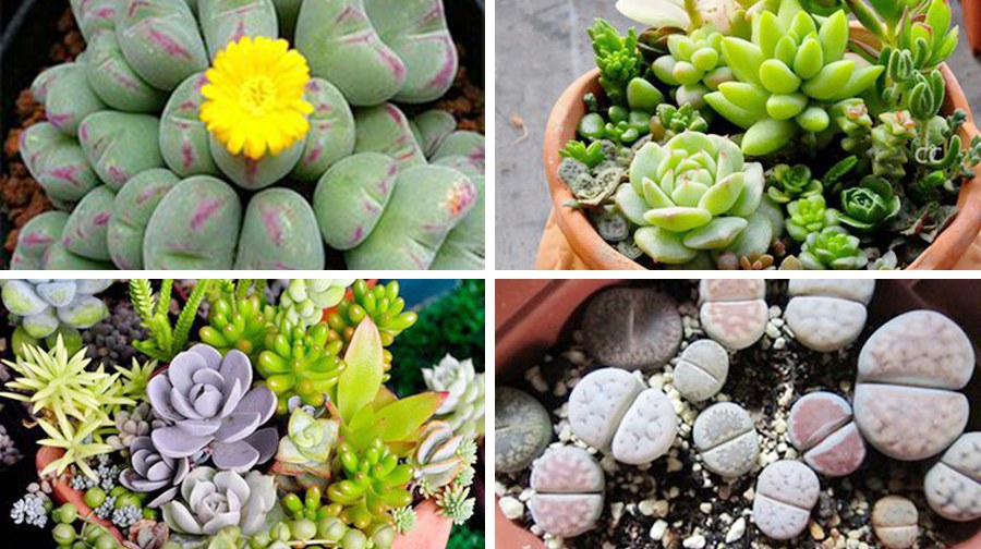 春游去喽！——春暖花开，携子踏青